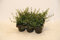 Bodendecker Cotoneaster Frieders Evergreen T.B.9 10-15 cm 25 St.