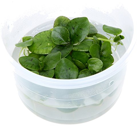 Tropica 1-2-GROW! Limnobium laevigatum - In-Vitro Aquariumpflanze