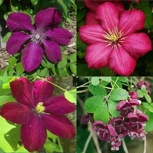 4 x Kletterpflanzen - Rot mix - 4 Pflanzen kaufen / 3 bezahlen - Clematis Mehrjährig und Winterhart - Clematis Rouge Cardinal/Ville de Lyon/Voluceau/Akebia | 4 x 1,5 Liter Töpfe