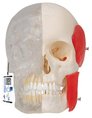 3B Scientific A282 Bonelike menschliches Schädel-Modell, halb transparent und halb Knochen, 8-teilig, kostenlose Anatomie-Software 3B Smart Anatomy