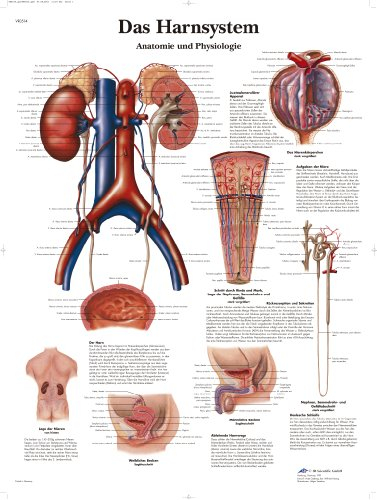 3B Scientific Lehrtafel laminiert - Das Harnsystem - Anatomie und Physiologie