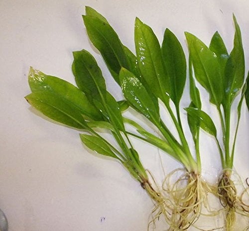 3 x Amazon Sword Plants Echinodorus Bleheri Live Aquarium Plants
