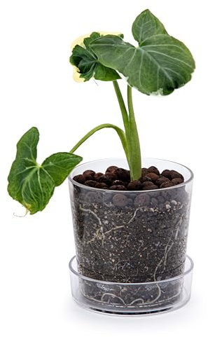 Phoenix Vine 11,4 cm klarer Acryl-Pflanztopf mit Tablett, Orchideentopf mit Drainagelöchern, tiefer Untersetzer für Bodenbewässerung, transparente Behälter für Zimmerpflanzen, Kräuter, 1 Stück,