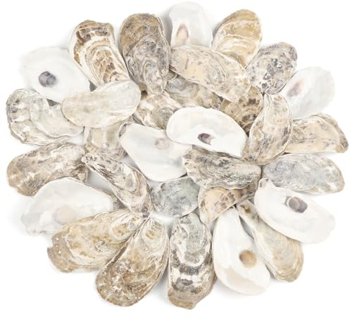 TaoQ C 30 Piezas Conchas de Ostra 5 CM-7 CM Concha de Ostra Pequeña Conchas Marinas Naturales de Playa para Manualidades Fiesta Acuario Relleno de Jarrón Hogar Decoración