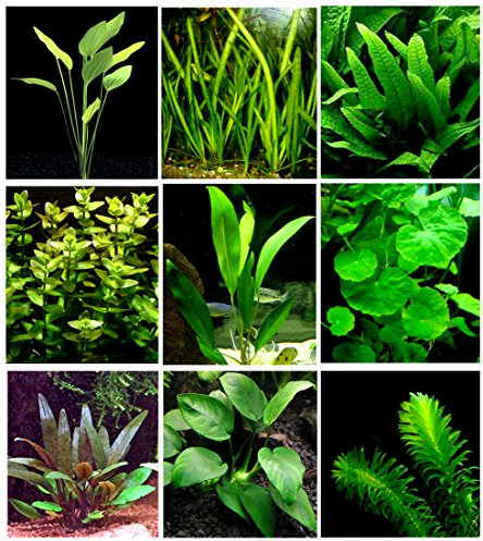 25 plantas de acuario vivas/9 tipos diferentes: espadas amazónicas, anubias, helecho de Java, Ludwigia y mucho más. Gran muestra de plantas para tanques de 10 a 15 galones