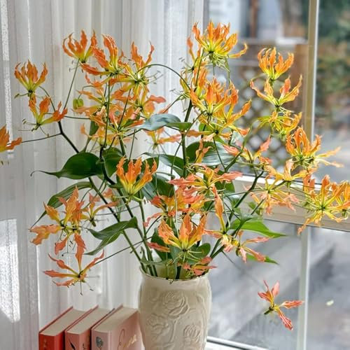 Bulbos de lirio de fuego - plantas en macetas resistentes al exterior gloriosa superba - plantas de balcón, planta de jardín las plantas son resistentes bulbos que florecen en 2pcs