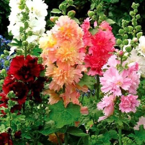 Hollyhock Dwarf Majorette Double Mix 120 Seeds + Plant tag + Freebie - Althaea rosea