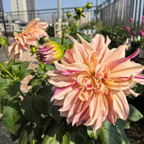 dahlien knollen,dahlia dahlien zwiebeln, bodendecker winterhart dalienknollen winterhart blumenzwiebeln winterhart blumen für garten exotische zimmerpflanzen steingartenpflanzen 2pcs