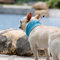 Hunde Halstücher Kühlend, Kühlhalsband für Hunde, Atmungsaktiv Wärmeableitung Bandana Hund, Kühlung Kragen Hund, Geeignet für Kühlhunde im Sommer (Blau-M)