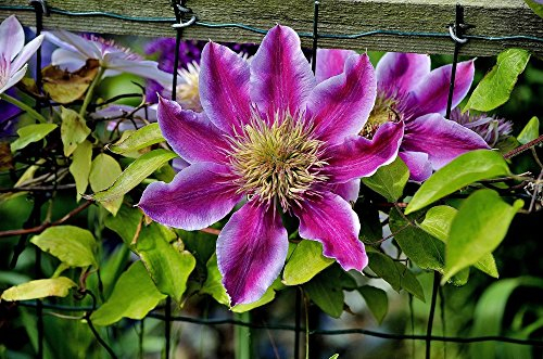 Clematis 'Wildfire' 10 Samen