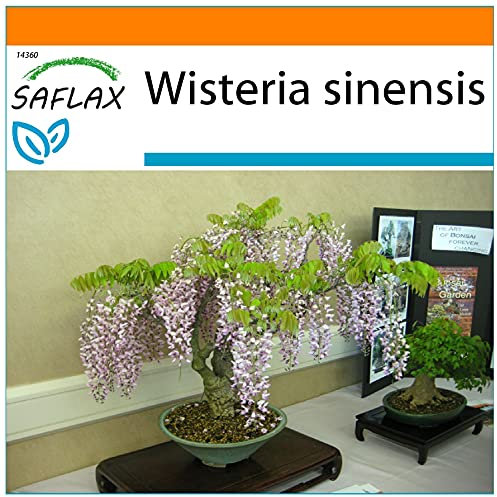 SAFLAX - Garden in the Bag - Bonsai - Blauregen - 4 Samen - Mit Anzuchtsubstrat im praktischen, selbst aufstellenden Beutel - Wisteria sinensis