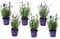 Plant in a Box - Buisson de lavande - Set de 6 - Lavandula angustifolia - Pot 10,5cm - Hauteur 10-15cm