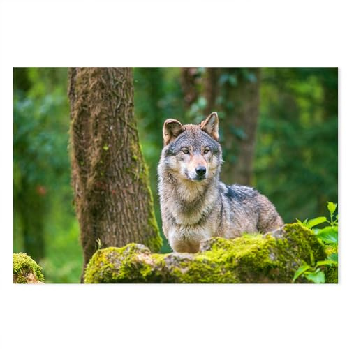 Postereck - 4128 - Grauer Wolf: Wald, Blickkontakt & majestätische Ausstrahlung. - Wandposter Fotoposter Bild Wandbild Wanddeko deko - Poster - 4:3-81,0 cm x 61,0 cm