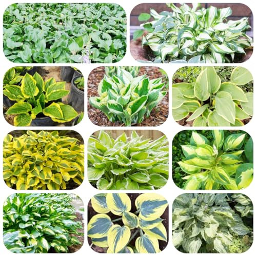 pianta di hosta resistente - semi piante in vaso hosta piante d'appartamento che purificano l'aria semi di pianta da ombra resistenti in vaso - rare - resistenti all'esterno da balcone 300pcs