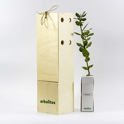 Eiche | Kleinwüchsiger Zierbaum | Waldbaum | Geschenkidee | Immergrün | 30 cm Junger Trieb Erhalten in einer wiederverwendbaren Holzkiste | 1 Einheit