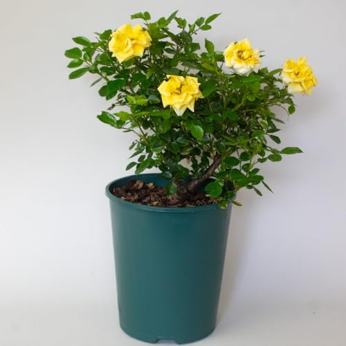 Roses Plants for Outdoor - Rose Bushes for Garden - Ready to Plant, Yellow Rose Bush Supplied in 3 Litre deep Pot, Great Garden Plants