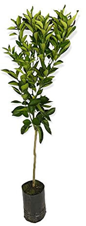 Plante de Clementina Arbre de Mandarin Clementina en pot 18 cm agrumes de Scilia H 120 cm AmDGarden