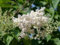 Aamish 100pcs graines d'arbre lilas japonais