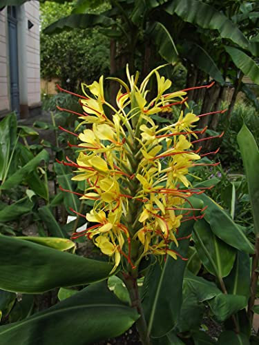 Blumenzwiebel - Raritäten : Hedychium gardnerianum - Schmetterlingsingwer 1 echtes Rhizom (kein Samen)