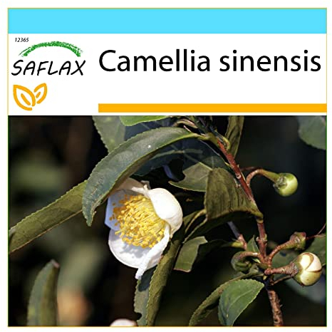 SAFLAX - Kit cadeau - Théier - 6 graines - Camelia sinensis