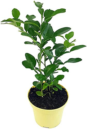 Fangblatt - Citrus hystrix - immergrüne Kaffirlimette im Ø 12 cm Topf, ca. 30 cm hoch - stark duftende Kübelpflanze aus Südostasien