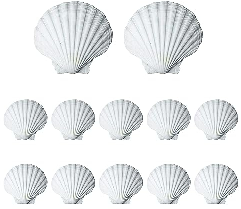 Acboor 12 Stück Jakobsmuschel, 10-11cm Muscheln Muschelschalen Große Deko Muscheln Natürliche Muscheltasche Jakobsmuscheln Küchendekoration Snackdekoration Handwerk für Metall, Keramik, Gravieren