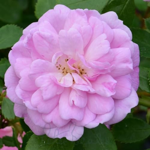 Peter Beales Roses Rural England Rambling Rose, Soft Pink, UK Plant Seed, Indoor & Outdoor Use