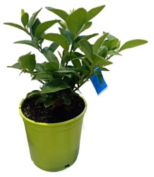Árbol de la Lima Natural en Maceta de 17cm con Fruta Exquisita y Aroma Refrescante