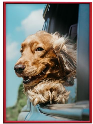 RAWWEST.BIS Alu Bilderrahmen A1 59,4x84,1 cm mit schnellem Montage-System Plakatrahmen, Alurahmen mit Acrylglas Rahmen aus Aluminium für Bilder Poster Fotos Posterrahmen Fotorahmen, Rot