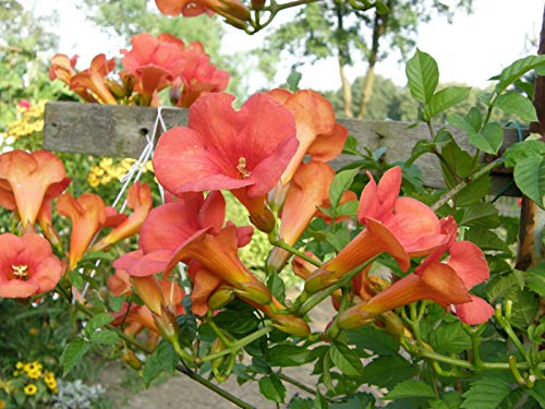 Große Klettertrompete Campsis × tagliabuana 'Mme Galen' Pflanze 5-10cm veredelt