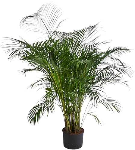 Dehner Goldfruchtpalme, in Hydrokultur, ca. 170 cm, Ø Topf 25 cm | Dypsis lutescens, inkl. Wasserstandsanzeiger, Zimmerpflanze mit breit gefiederten Blättern, für halbschattige Standorte