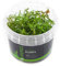 Amerikanisches Kammblatt/Proserpinaca palustris - NatureHolic In-Vitro Aquarium Pflanze