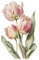GRAZDesign Wandtattoo Blumen Tulpen Wandaufkleber Wanddeko für Schlafzimmer Wohnzimmer Sofa Hintergrund - 80x50cm