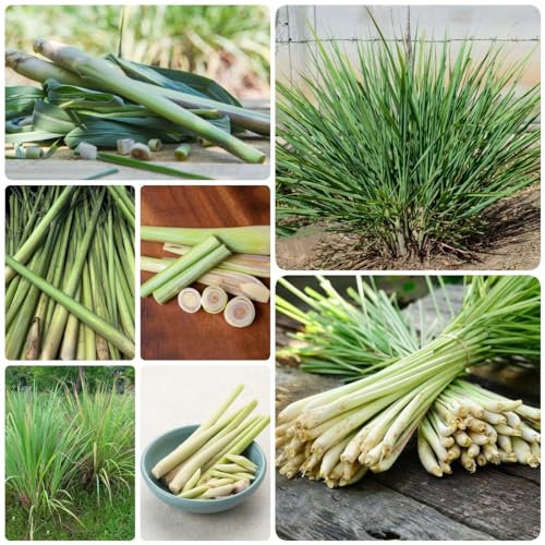 30 Piezas De Semillas De Hierba De Limón - Cymbopogon Citratus - Plantas Trepadoras, Resistentes, Plantas Colgantes, Plantas Raras, Plantas Herbarias, Semillas De Hierba De Limón, Plantas Re