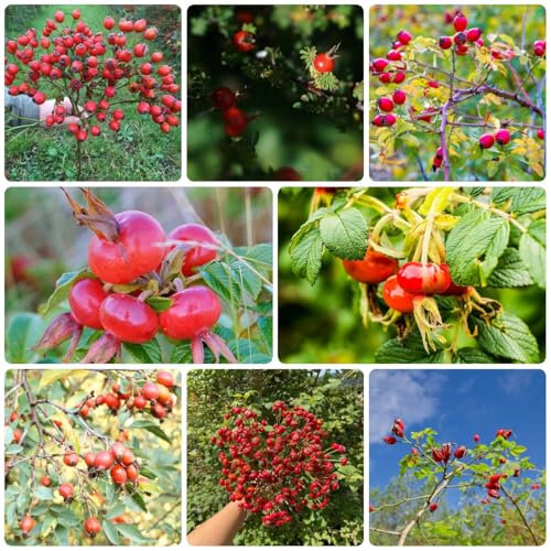 hagebutten samen Hagebutte bonsai zimmerpflanzen samen schattenpflanzen winterhart, pflanzen winterhart draußen geschenke garten pflanzen samen, gartenpflanzen geschenk für 500pcs