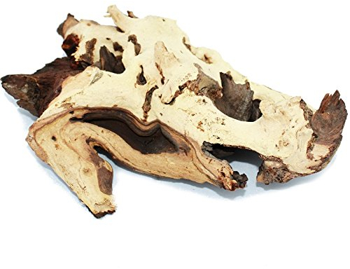Exotenherz - Mopanie-Wurzel Gr. L 23-29 cm