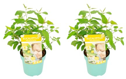 Bloomique - 2er-Set - Eucalyptus Citriodora - Eukalyptuspflanze - Zitronenduft - Gartenpflanzen - Winterhart - ⌀15 cm - 25-45 cm