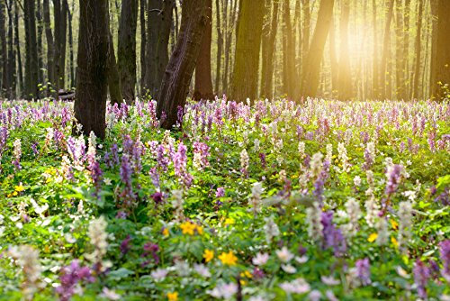 Wildflower Woodland Mix Seeds, Wildflower Shade Mix - 10 Grams- ONLY Flowers!