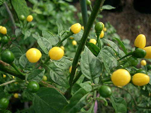 Portal Cool 25+ Premium-Erbstück Aji Charapita Hot Pepper Samen-R 26