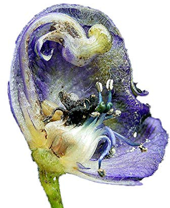Echter Blauer Eisenhut (Aconitum napellus) 50 frische Samen