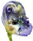 Echter Blauer Eisenhut (Aconitum napellus) 50 frische Samen
