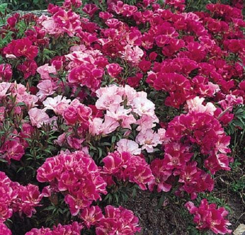 25 Grams Seeds of Godetia Azalea Double Flowered Mix