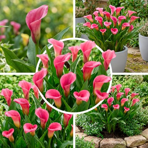 Calla Lilien Zantedeschia Mehrjährig - 5 Zwiebeln Pink Passion | Große Calla-Zwiebeln (Zantedeschia) aus Holland, Sorte Pink Passion, für Garten, Kübel und Topf (kein Samen)