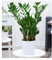 BALDUR Garten Zamioculcas ca. 55-65 cm hoch, 1 Pflanze, Glücksfeder, Zamie, Zamia Farn, Zamia Palme, pflegeleichte Zimmerpflanze Zimmerpflanze, Grünpflanze, mehrjährig - frostfrei halten