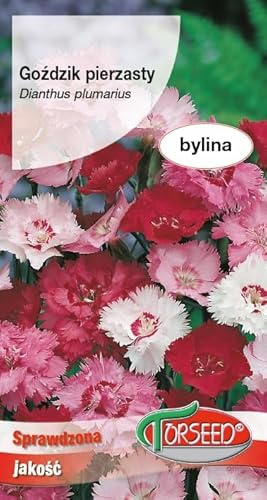 Verdica Gefranster Nelken-Dianthus-Samen Dianthus plumarius – Elegante, gefranste Blüten, ideal für Schnittblumen & Beete, pflegeleichte Staude, idealer Abstand 20-30 cm (0,5 Gramm)