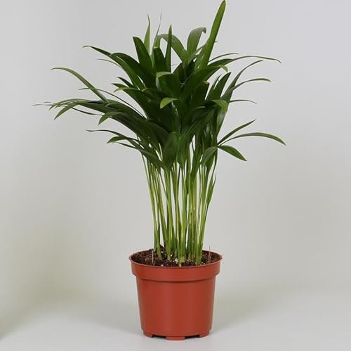 Areca Dypsis - 25-35cm - Ø12cm - Pianta d'appartamento - Sempreverde