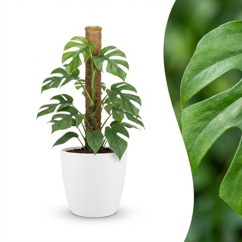 Green boutiQ - Zimmerpflanze - Mini-Fensterblatt - Monstera Minima Moosstab - Grün - Pflegeleicht - 1 Pflanze - mit Potter Weiß - Topf 19cm - Höhe 90cm