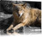 Pixxprint aufschauender maiestätischer Wolf B&W, Größe: 80x60cm, Leinwandbild, fertig gespannt, Wandbild, Dekoration, Kunstdruck, kein Poster