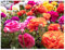 10 x Ranunculus asiaticus Mix Summer Flowering Bulbs Persian Buttercup Aviv Colourful Cut Flower Corms Size 5/6