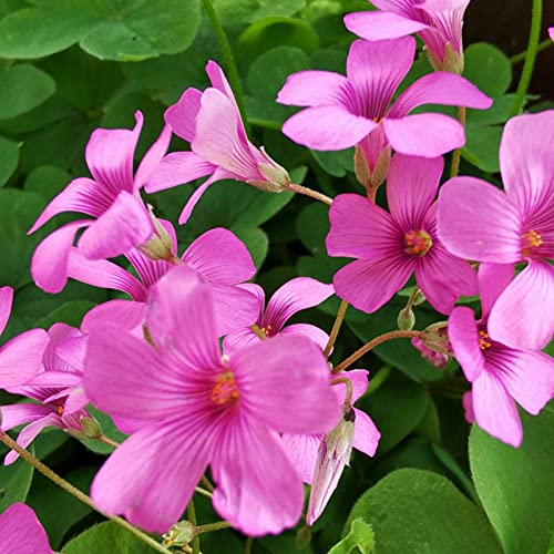 TOYHEART 50 Stück Premium-Blumensamen Oxalis-Samen Wachsen Schnell Mit Hoher Keimung Verschönernde Rosa Blumen-Oxalis-Samen Für Die Terrasse Oxalis versicolor Samen